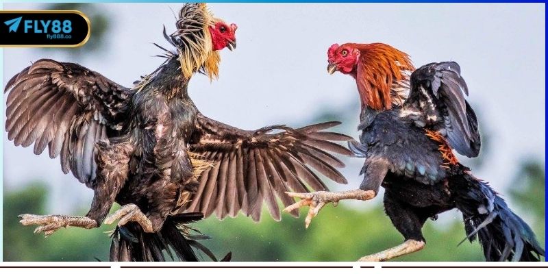 Chiến lược cá cược đá gà hiệu quả tại nhà cái FLY88 