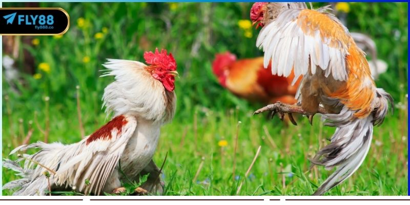 Luật quy định thắng thua tại mỗi trận đấu