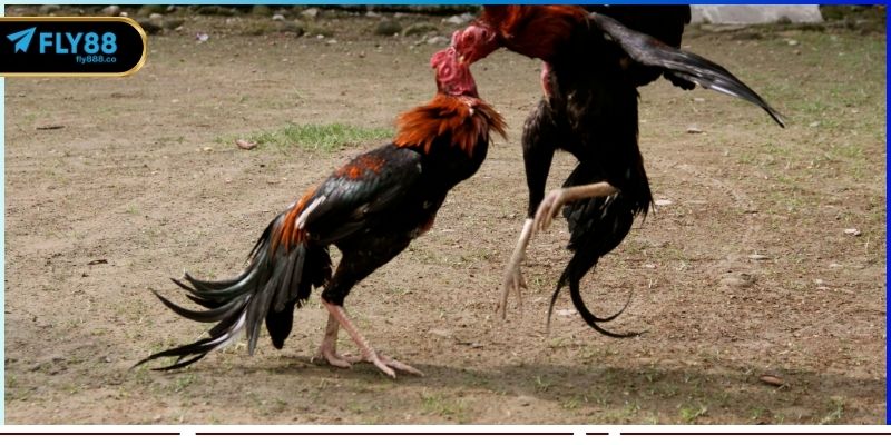 Số lượng trận đấu cập nhật liên tục mỗi ngày tại web